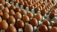 Akibat Corona, Harga Telur di Makasaar Tembus Rp50 Ribu per rak