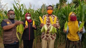 Gubernur Sulsel Panen Jagung Varietas NA1 dan NA2 di Soppeng
