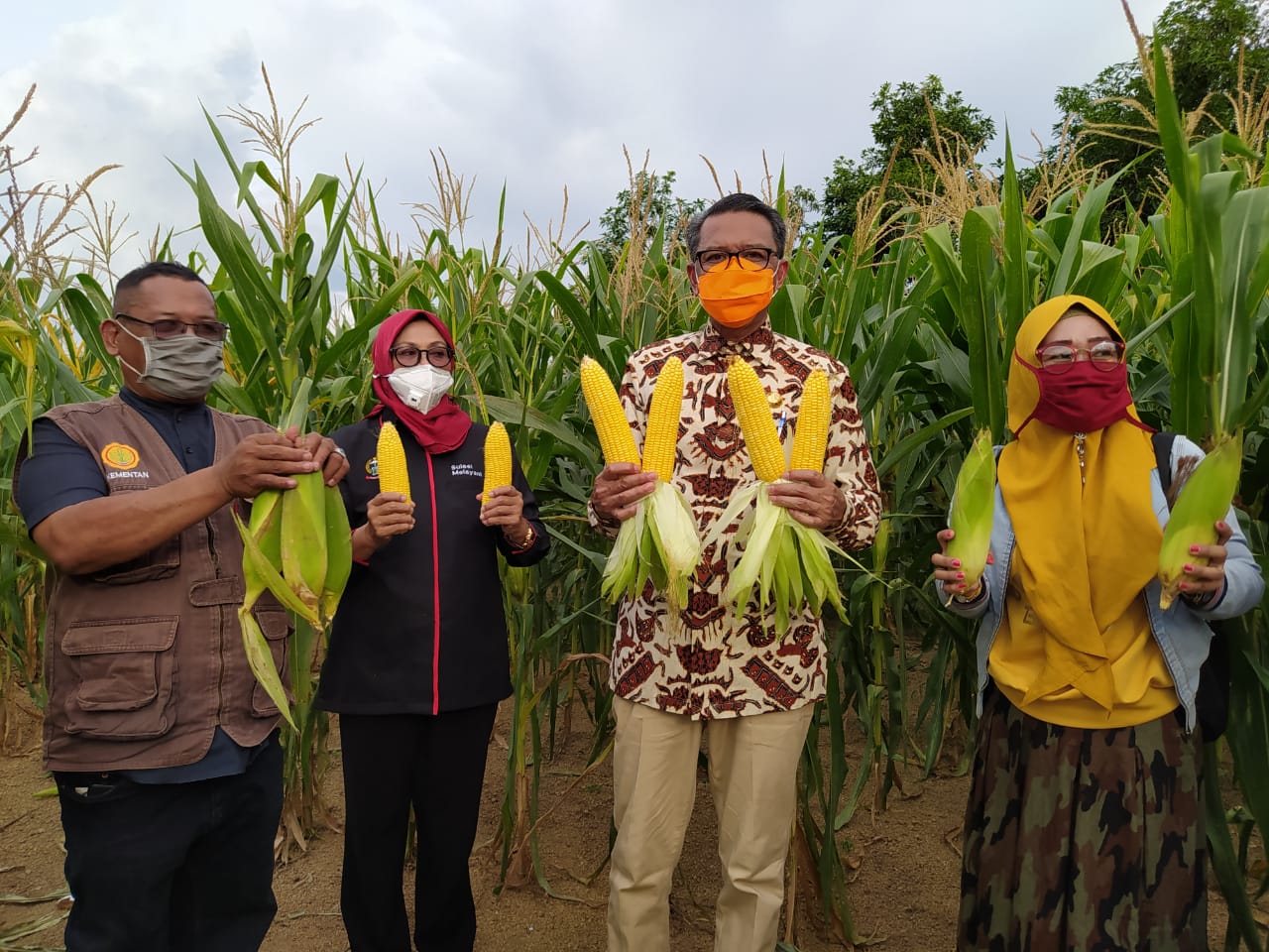 Jagung Varietas NA1