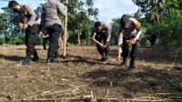 Kapolres Gowa Tanam Jagung Hibrida Di Wilayah Pattallassang