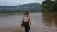 Tananam Padi Petani Luwu Timur Terancam Rusak Akibat Banjir