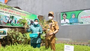 PJ Walikota Yusran Panen Jahe Merah dan Kangkung di BTN Karmila Sari