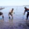 Wagub Sulsel Menanam Mangrove dapat Mencegah Banjir