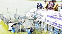 Hari Kedua Kunker di Pinrang, Gubernur Lepas Ekspor Kemiri dan Panen Raya Padi