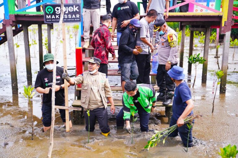 Tanam Mangrove Bersama Driver Gojek, Wagub Sulsel Ajak Hijaukan Pesisir 5 Tanam Mangrove Bersama Driver Gojek, Wagub Sulsel Ajak Hijaukan Pesisir
