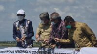Gubernur Panen Udang Sitto Ramah Lingkungan Kualitas Premium Ekspor