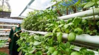 Naoemi Octarina Dorong Gerakan Sayur Bebas Pestisida