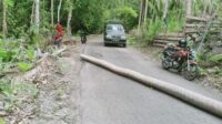 Musim Pancaroba di Selayar Kembali Tumbangkan Pohon Kelapa