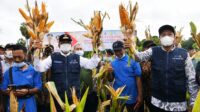 Gubernur Gandeng Perseroda-Bank Sulselbar Atasi Persoalan Petani Sulsel