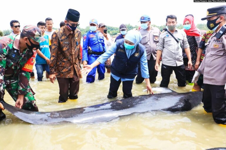 Puluhan Paus Pilot Terdampar di Perairan Bangkalan akibat Cuaca Ekstrem dan Laut Tercemar