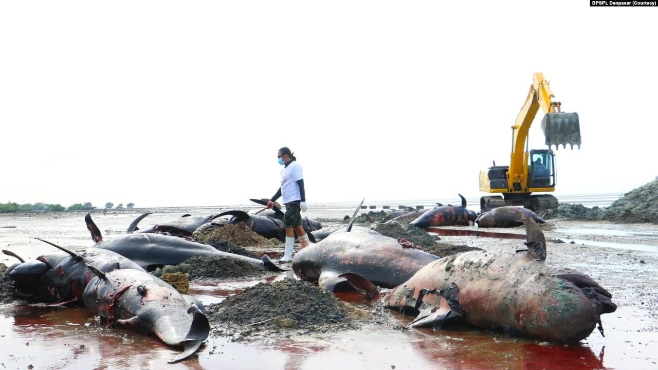 Puluhan Paus Pilot Terdampar di Perairan Bangkalan akibat Cuaca Ekstrem dan Laut Tercemar