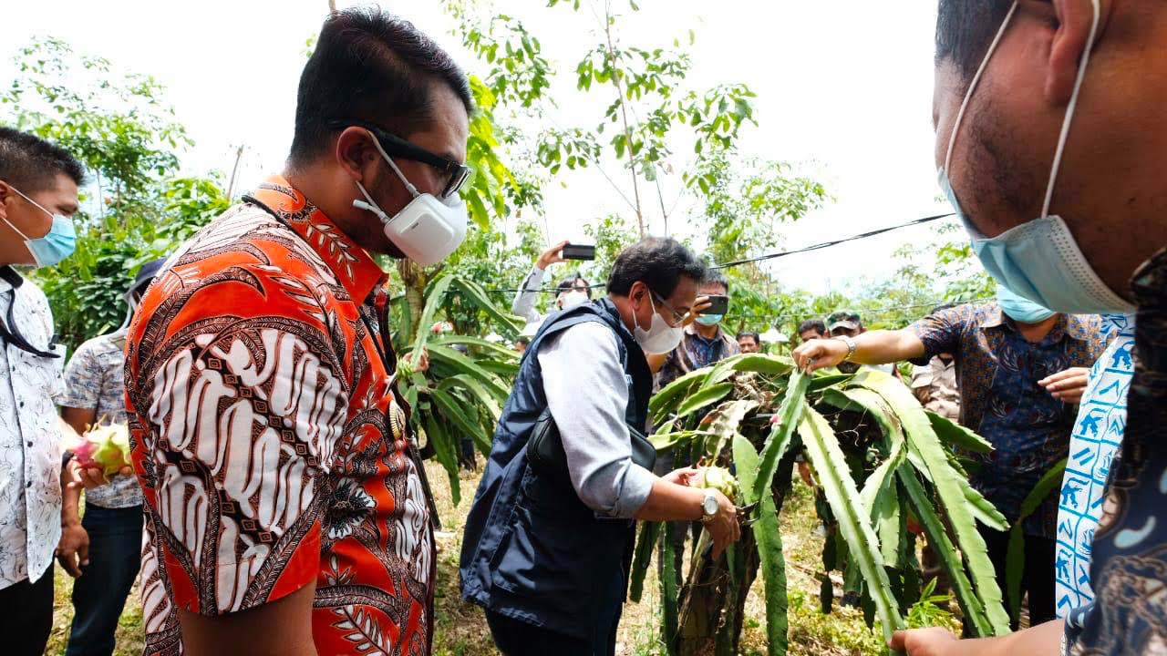 PLN Dongkrak Penghasilan Petani Buah Naga Lewat Program 'Cahaya untuk Sang Naga'