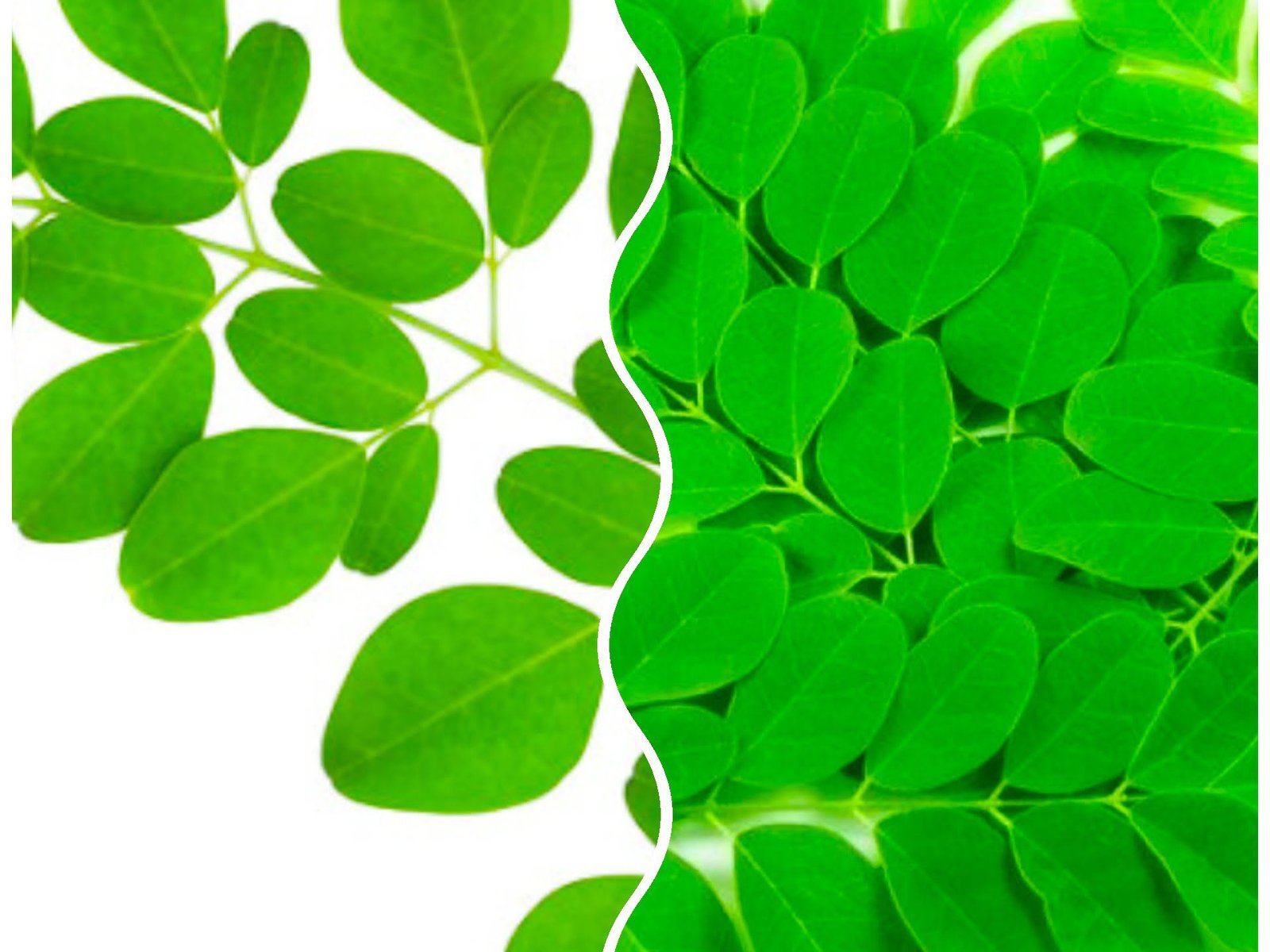 Cara Memanfaatkan Daun Kelor sebagai Masker Perawatan Kulit Wajah