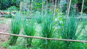 Cara Meramu Daun Sereh sebagai Penurun Berat Badan