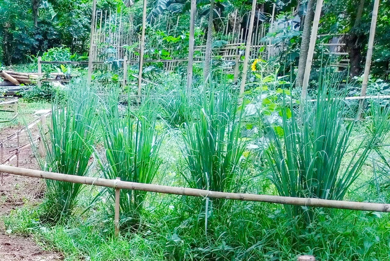 Cara Meramu Daun Sereh sebagai Penurun Berat Badan