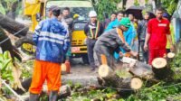 13 Pohon Tumbang Akibat Hujan Lebat dan Angin Kencang di Gowa