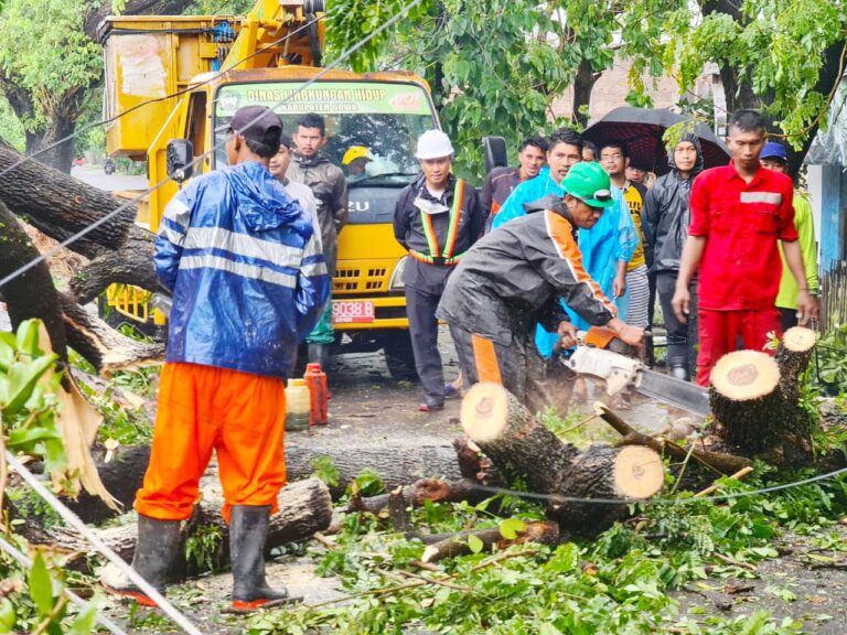 13 Pohon Tumbang Akibat Hujan Lebat dan Angin Kencang di Gowa 8 13 Pohon Tumbang Akibat Hujan Lebat dan Angin Kencang di Gowa