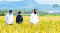 Tinjau Panen di Malang, Presiden Jokowi Buktikan Produksi Padi Memuaskan