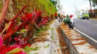 Jelang HUT Ke-76 RI, Camat Tinggimoncong Tanam Ribuan Bunga Siri Merah