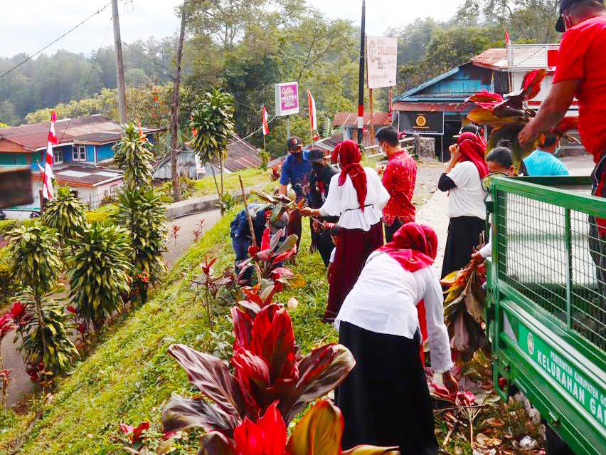 Jelang HUT Ke-76 RI, Camat Tinggimoncong Tanam Ribuan Bunga Siri Merah 2 Jelang HUT Ke-76 RI, Camat Tinggimoncong Tanam Ribuan Bunga Siri Merah