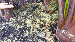 Pulau Mori Tercemar, WALHI Sulsel Minta Produksi Nikel PT Vale Indonesia Dihentikan