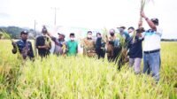 Abdul Hayat Support Pemanfaatan Lahan dengan Panen Raya Padi