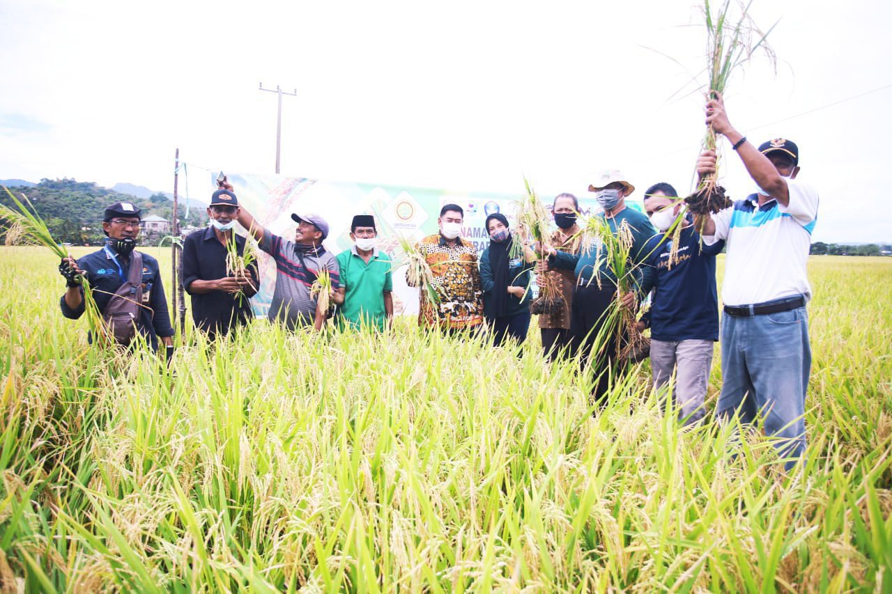 Abdul Hayat Support Pemanfaatan Lahan dengan Panen Raya Padi