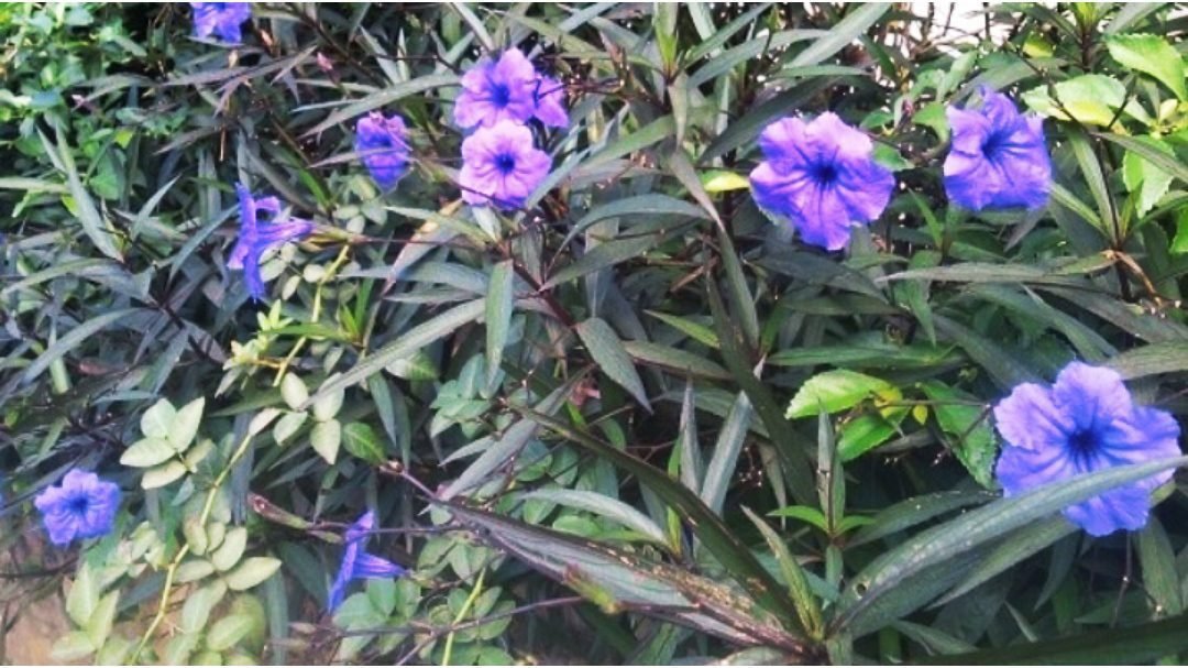 Mengenal Tanaman Kencana Ungu dan Manfaatnya