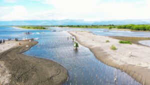 Warga Bersemangat Tanam Mangrove, Wujud Nyata Perbaikan Hilir Sungai Saddang