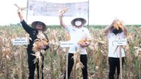 Panen Raya Jagung Bersama Mentan RI, Adnan Sebut Bentuk Kontribusi Gowa Terhadap Nasional