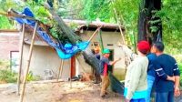Pohon Tumbang Timpa Rumah dan Jaringan Listrik di Poros Bantimurung