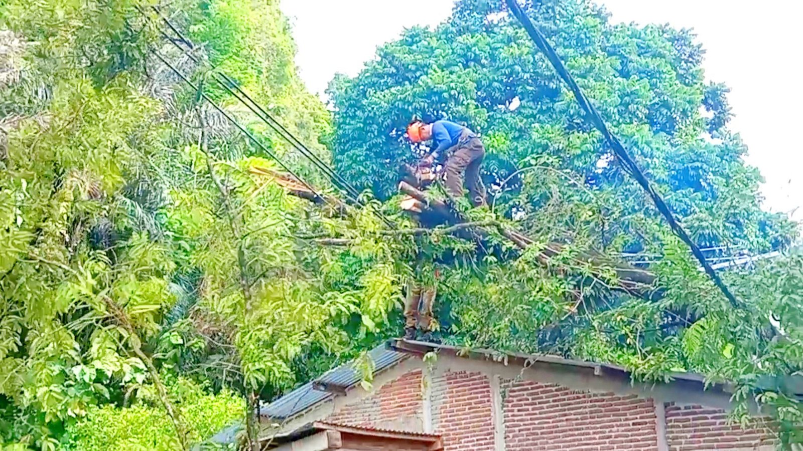 Pohon Tumbang Timpa Rumah dan Jaringan Listrik di Poros Bantimurung