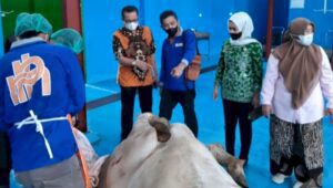 Lebih Berkualitas, Alasan Kenapa Harus Pilih Daging Sapi Berdikari