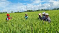 Dorong Produktivitas Pertanian, Andi Sudirman Inisiasi Mandiri Benih Untuk Petani