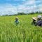 Dorong Produktivitas Pertanian, Andi Sudirman Inisiasi Mandiri Benih Untuk Petani