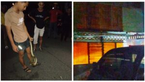 Muncul Ular Piton, Relawan Tanggap Bencana Selayar Sisir Bangunan Rumah Kosong