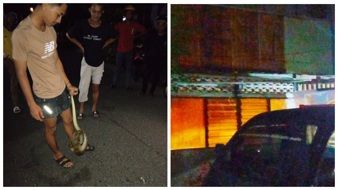 Muncul Ular Piton, Relawan Tanggap Bencana Selayar Sisir Bangunan Rumah Kosong