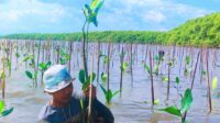 Jaga Ekosistem Lingkungan, Pemprov Sulsel Tanam 39 ribu Batang Mangrove di Desa Marannu Maros