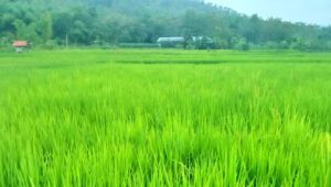 Banyuwangi akan Kembangkan Beras Japonica Koshihikari Rasanya Enak dan kadar Gula Rendah