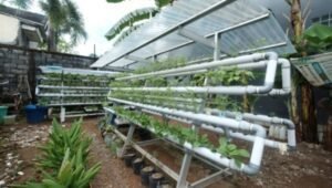 [Foto] PLN UIW Sulselrabar Bantu Pengembangan  Kampung Sayur Hidroponik Kelompok Wanita Toddopuli