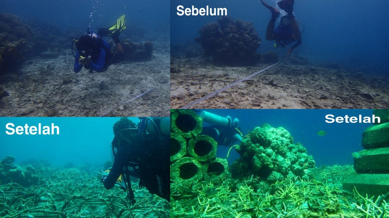 Kembalikan Keindahan Bahari Sulsel, DKP Rehabilitasi Terumbu Karang Pulau Salebbo Pangkep