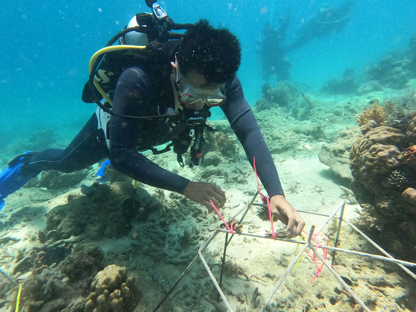 PLN Kembali Hadirkan Bantuan Guna Lestarikan Surga Bawah Laut di Selat Makassar