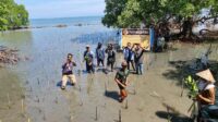 Komitmen Gubernur Sulsel Lestarikan Ekosistem Mangrove, 38 Ribu Batang Ditanam di Maros