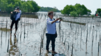 38 Ribu Batang Mangrove Ditanam Dinas Kelautan dan Perikanan Sulsel di Lutim