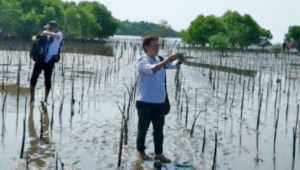 38 Ribu Batang Mangrove Ditanam Dinas Kelautan dan Perikanan Sulsel di Lutim