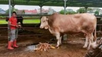 Gubernur Andi Sudirman Dapat Sumbangan Sapi Seberat 1,4 ton, Daging Kurban Disalurkan di 5 Daerah