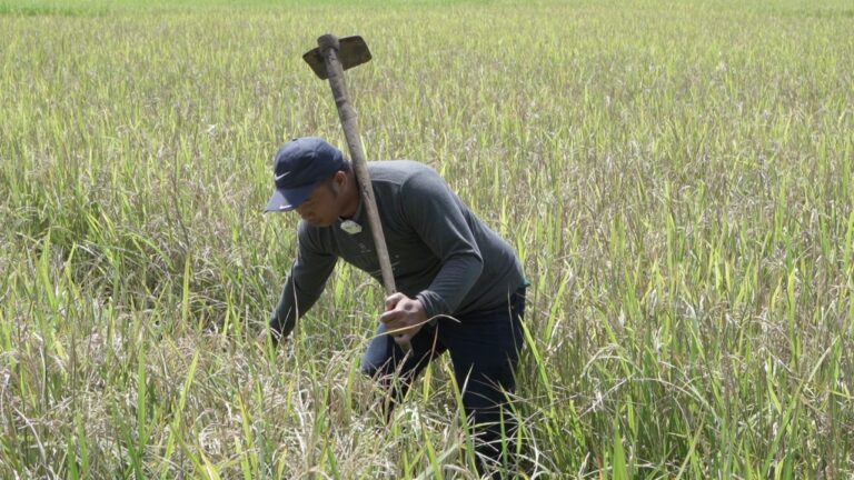 Petani di Maros Bisa Panen Padi 8 Ton Berkat Mandiri Benih 5 Petani di Maros Bisa Panen Padi 8 Ton Berkat Mandiri Benih
