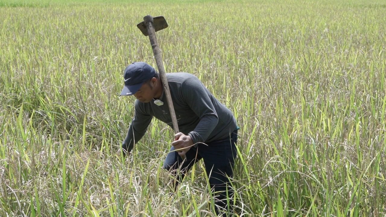 Petani di Maros Bisa Panen Padi 8 Ton Berkat Mandiri Benih