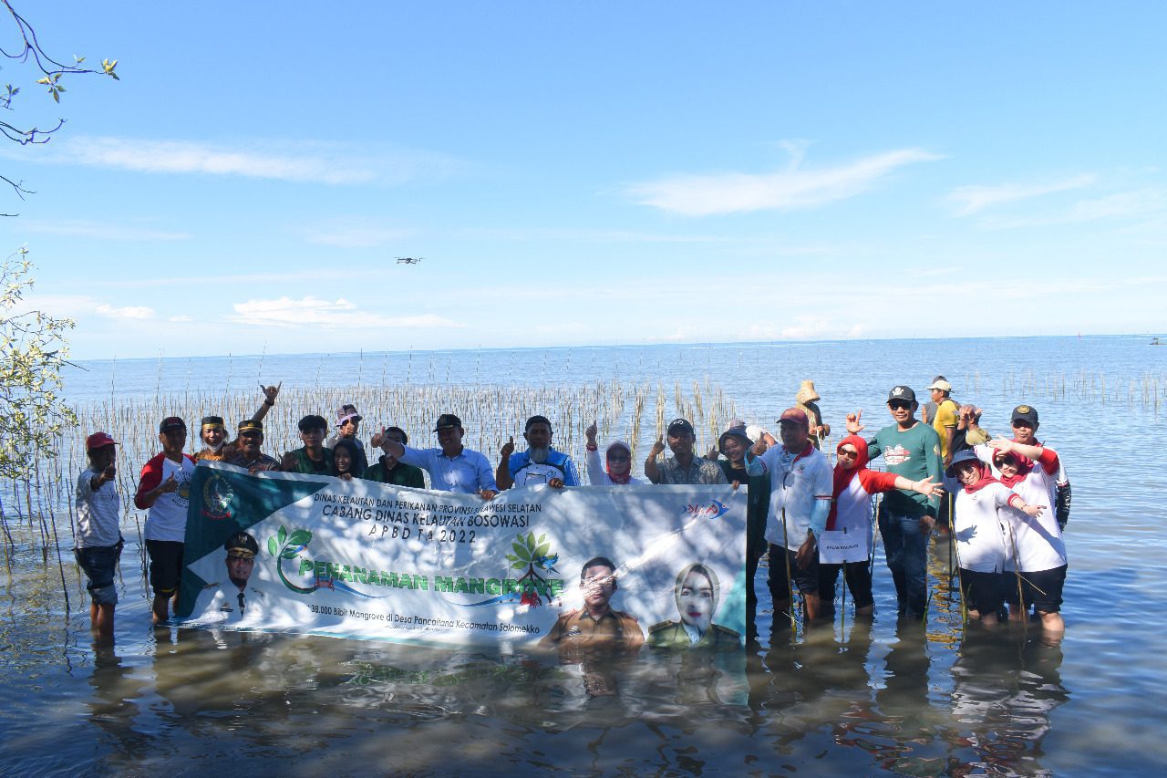 Rawat Ekosistem, CDK Bosowasi Tanam 38 Ribu Batang Mangrove di Pancaitana Bone