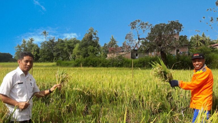 Bibit ‘Mandiri Benih’ Mulai Panen, Petani di Sinjai: Terima Kasih pak Gubernur, Hasil Panen Meningkat